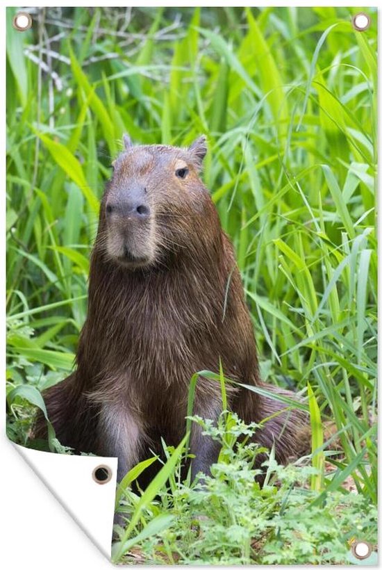 Lot De 19 Mini Figurines Capybara En Résine Pour Jardin Féérique