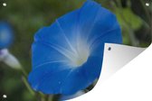 Tuindecoratie Blauwe orchidee tegen een vervaagde achtergrond - 60x40 cm - Tuinposter - Tuindoek - Buitenposter