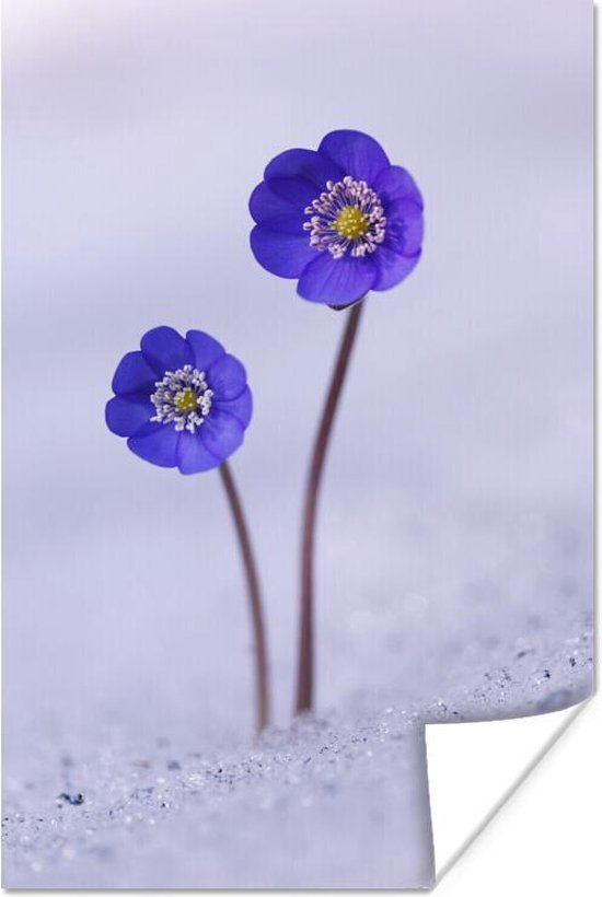 Paarse bloem in de sneeuw Poster 40x60 cm - Foto print op Poster (wanddecoratie)