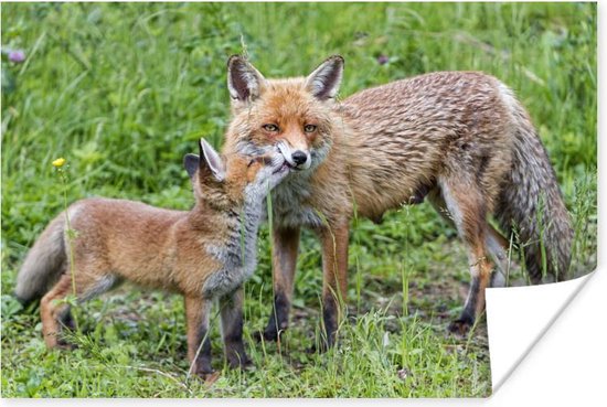 Affiche renard enfant