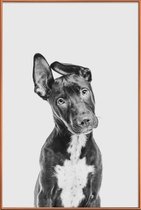 JUNIQE - Poster met kunststof lijst Hond – Zwart | Wit -60x90 /Grijs &