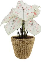 XL Caladium Strawberry Star met mand Jip Naturel ↕ 60cm - Kamerplant