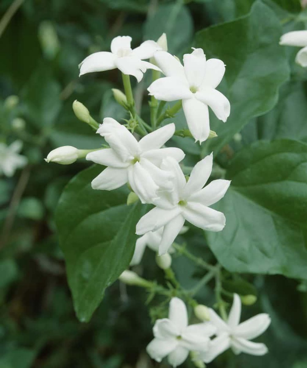 Jasminum sambac - Set van 2 - Indische jasmijn - Witte Bloem - Pot 1 Liter
