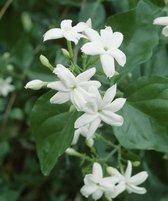 2x Jasminum sambac – Indische jasmijn