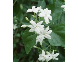 Jasminum sambac - Set van 2 - Indische jasmijn - Witte Bloem - Pot 1 Liter
