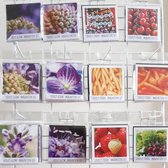 'Violet Glow' Bloemen magneten set van 10 | koelkastmagneten | Liefs op papier