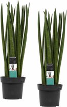 Duo Sansevieria Cylindrica spaghetti ↨ 55cm - 2 stuks - hoge kwaliteit planten