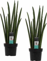 Duo Sansevieria Cylindrica rocket ↨ 60cm - 2 stuks - hoge kwaliteit planten