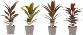 Combi 1x Cordyline Tango 1x Cordyline Rumba 1x Cordyline Mambo 1x Cordyline Kiwi ↨ 40cm - 4 stuks - hoge kwaliteit planten