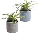 Duo graslelie in keramiek ↨ 12cm - 2 stuks - hoge kwaliteit planten