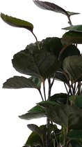 Polyscias Fabian vertakt met Elho brussels living black ↨ 50cm - hoge kwaliteit planten