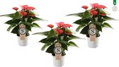 Trio Anthiurium Pink Champion ↨ 30cm - 3 stuks - hoge kwaliteit planten