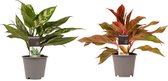 Combi 1 x Aglaonema Maria 1x Aglaonema Crete ↨ 25cm - 2 stuks - hoge kwaliteit planten
