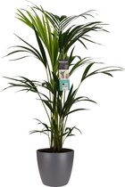 Kentia Palm - Elho brussels antracite ↨ 100cm - hoge kwaliteit planten