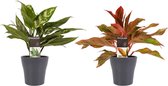 Combi 1 x Aglaonema Maria 1x Aglaonema Crete met Anna grey ↨ 25cm - 2 stuks - hoge kwaliteit planten