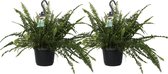 Duo Nephrolepis exaltata 'Green Lady' ↨ 40cm - 2 stuks - hoge kwaliteit planten