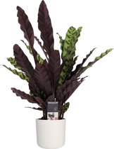 Calathea Insigne met Elho B.for soft white ↨ 55cm - hoge kwaliteit planten