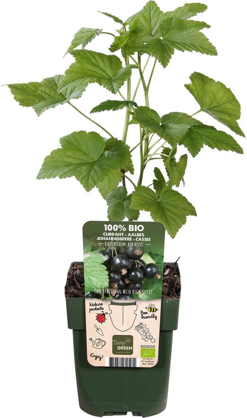 Aalbes 'Ribes Nigrum Ben Nevis Bio' (Tasty Green) ↨ 55cm - planten - binnenplanten - buitenplanten - tuinplanten - potplanten - hangplanten - plantenbak - bomen - plantenspuit