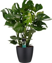 Decorum Monstera Deliciosa - Elho brussels black ↨ 70cm - planten - binnenplanten - buitenplanten - tuinplanten - potplanten - hangplanten - plantenbak - bomen - plantenspuit