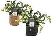 Combinatie Decorum Clerodendrum prospero in Sizo bag (zwart en natural) ↨ 35cm - 2 stuks - planten - binnenplanten - buitenplanten - tuinplanten - potplanten - hangplanten - plantenbak - bome