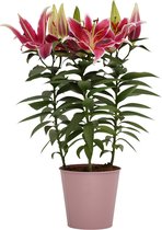 Decorum Lelie 'Starlight Express' (Roze) in zink ↨ 55cm - planten - binnenplanten - buitenplanten - tuinplanten - potplanten - hangplanten - plantenbak - bomen - plantenspuit