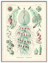 Strobalia -   Siphonophorae (Kunstformen der Natur), Ernst Haeckel - Foto op Akoestisch paneel - 60 x 80 cm