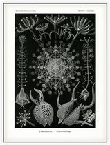 Aulographis - Phaeodaria (Kunstformen der Natur), Ernst Haeckel - Foto op Akoestisch paneel - 90 x 120 cm