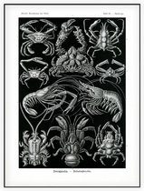 Parthenope - Decapoda (Kunstformen der Natur), Ernst Haeckel - Foto op Akoestisch paneel - 60 x 80 cm