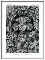 Turbinaria - Hexacoralla (Kunstformen der Natur), Ernst Haeckel - Foto op Akoestisch paneel - 150 x 200 cm