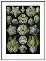 Pentremites - Blastoidea (Kunstformen der Natur), Ernst Haeckel - Foto op Akoestisch paneel - 90 x 120 cm