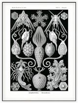 Placocystis - Amphoridea (Kunstformen der Natur), Ernst Haeckel - Foto op Akoestisch paneel - 120 x 160 cm