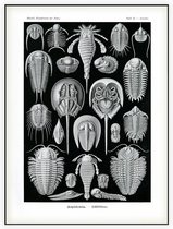 Limulus - Aspidonia (Kunstformen der Natur), Ernst Haeckel - Foto op Akoestisch paneel - 120 x 160 cm