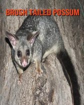 Brush Tailed Possum