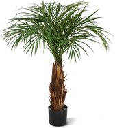 Areca Palm op stam 120cm