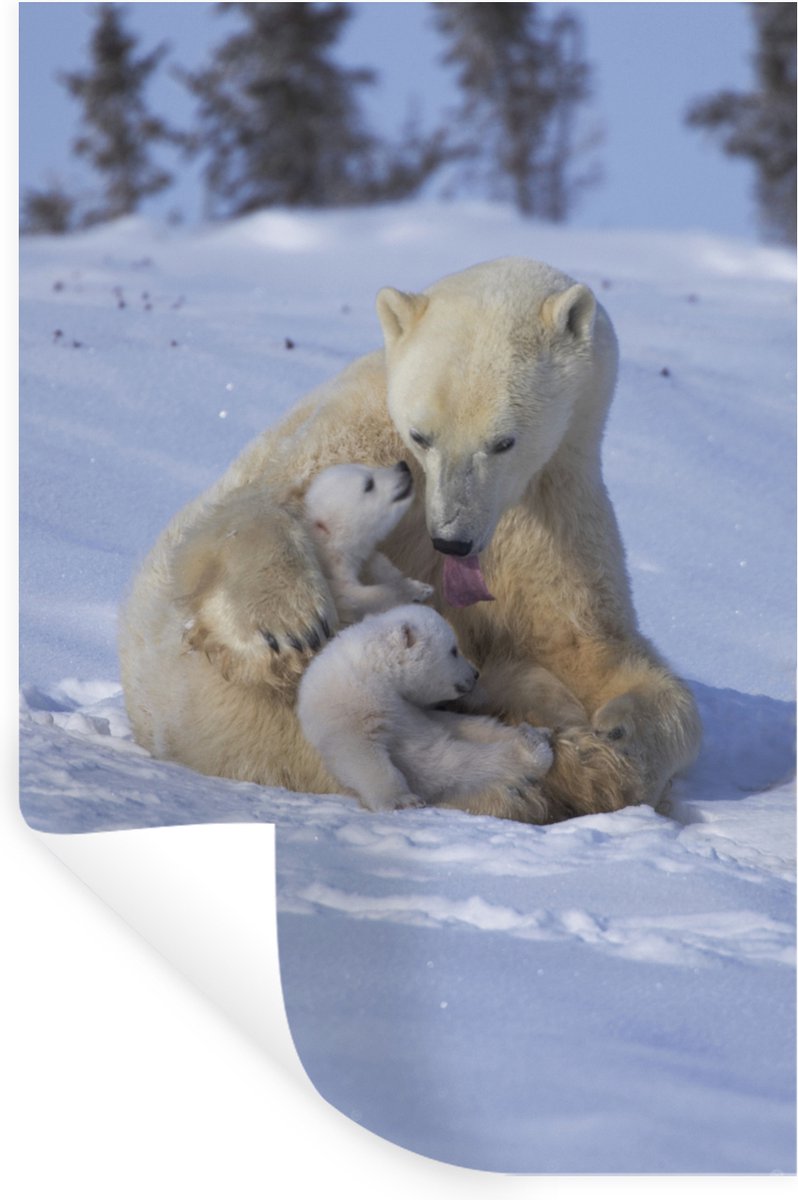 Muurstickers - Sticker Folie - IJsberen - Sneeuw - Wit - 80x120 cm - Plakfolie - Muurstick