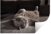 Stickers Stickers muraux - Animal - Chat - Grijs - 90x60 cm - Film adhésif