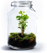 Growing Concepts DIY Duurzaam Ecosysteem Weckpot 5L - Planten - Zamioculcas Zamiifolia - H28xØ18cm