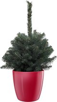 Mama's Planten - Picea Pungens - Blauwspar - Super Blue - ELHO Pot Brussels Diamond Red - Kerstboom- ↨ 35cm - ⌀ 25cm