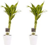 FloriaFor - Duo 2 X Dracaena Sandriana Gold Met Anna White - - ↨ 45cm - ⌀ 12cm