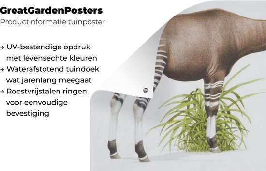 Illustration d'un poster de jardin Okapi 80x60 cm - Toile de jardin / Toile d'extérieur / Peintures d'extérieur (décoration de jardin)