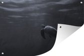 Tuindecoratie Schildpad onder water in zwart-wit - 60x40 cm - Tuinposter - Tuindoek - Buitenposter