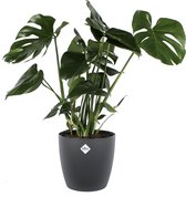 Hellogreen Kamerplant - Monstera Deliciosa - 70 cm - sierpot