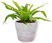 Kamerplant Asplenium Antiquum – Vogelnestvaren - ± 20cm hoog – 12cm diameter - in betonnen lila pot