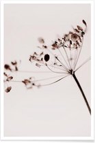 JUNIQE - Poster Dried Flowers Anetum 1 -13x18 /Bruin & Grijs