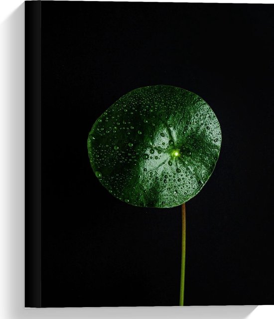 Canvas  - Groene Plant met Zwarte Achtergrond - 30x40cm Foto op Canvas Schilderij (Wanddecoratie op Canvas)