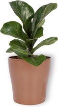Kamerplant Ficus Bambino – Vioolplant - ± 30cm hoog – 12 cm diameter - in koperkleurige pot