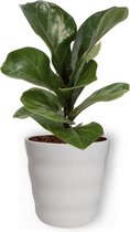 Ficus BambKamerplant Ficus Bambino – Vioolplant - ± 30cm hoog – 12 cm diameter - in witte pot