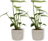 2x Kamerplant Monstera Deliciosa Tauerii – Gatenplant - ±  30cm hoog – 12cm diameter - in grijze sierzak