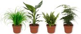 Set van 4 Kamerplanten - Asparagus Plumosus & Cyperus Zumula & Nephrolepis Vitale & Strelitzia Reginae - ± 25cm hoog - 12cm diameter