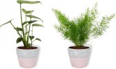Set van 2 Kamerplanten - Monstera Deliciosa & Asparagus Sprengeri- ±  30cm hoog - 12cm diameter - in betonnen roze pot